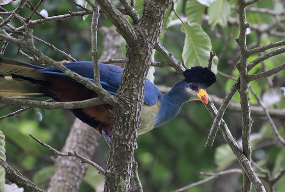 カンムリエボシドリ